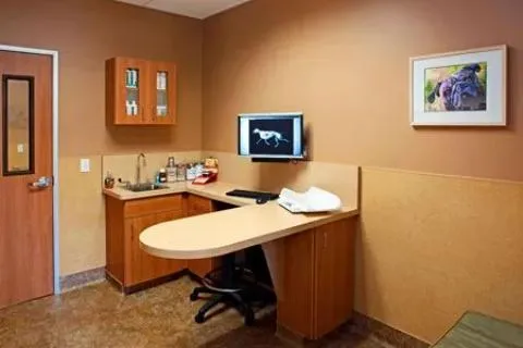 Cat health checkup by veterinarian