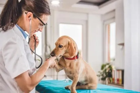 Veterinary doctor examining cat at clinic