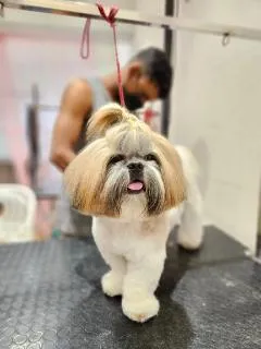 Professional dog grooming service