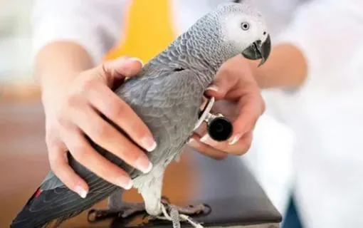 Veterinary doctor treating pet bird at clinic