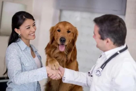 Veterinary consultation with pet owner