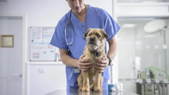 Veterinarian checking dog health at pet clinic