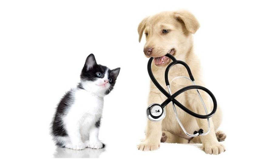 Pet Health
