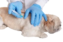 Pet vaccination service for dogs and cats