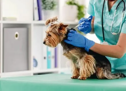 Puppy health checkup by veterinary doctor