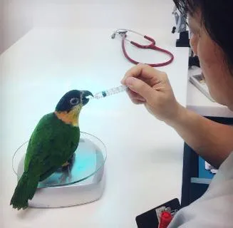 Rabbit treatment at veterinary clinic