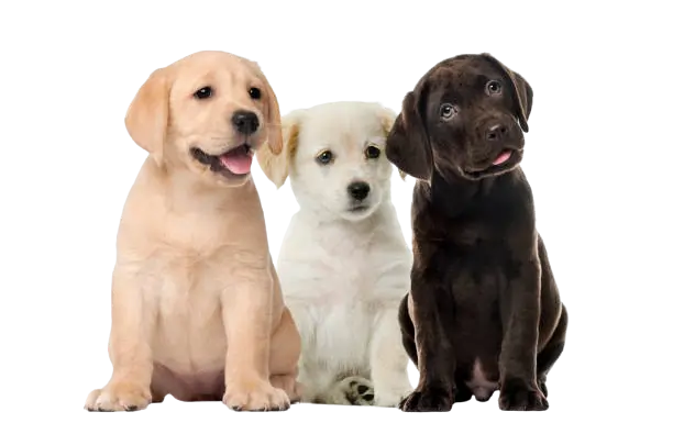 Labrador Puppy Price and Breed Information