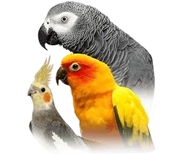 Best Birds Shop In Delhi and Dehradun