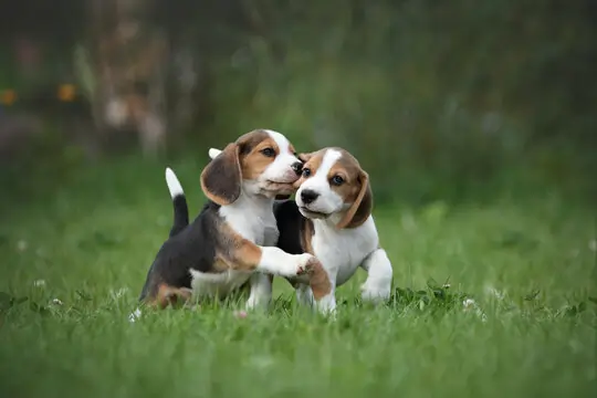 Beagle Puppy Price in Delhi and Dehradun