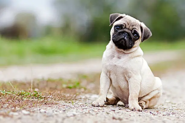 Pug Puppy Price In Delhi and Dehradun