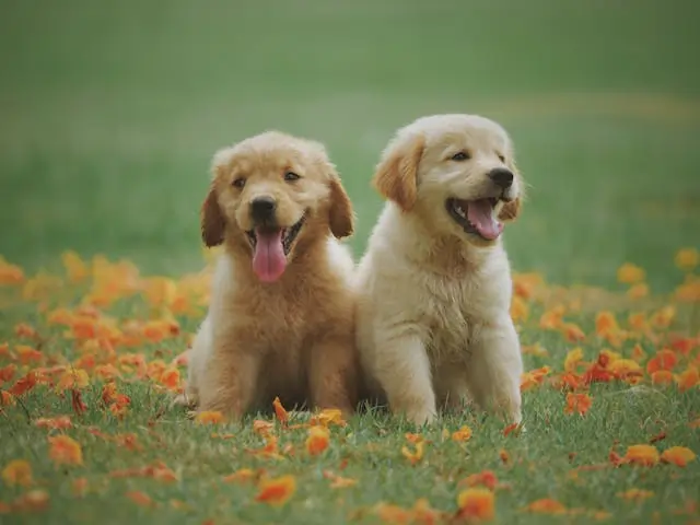 Golden Retriever Price and Breed Information