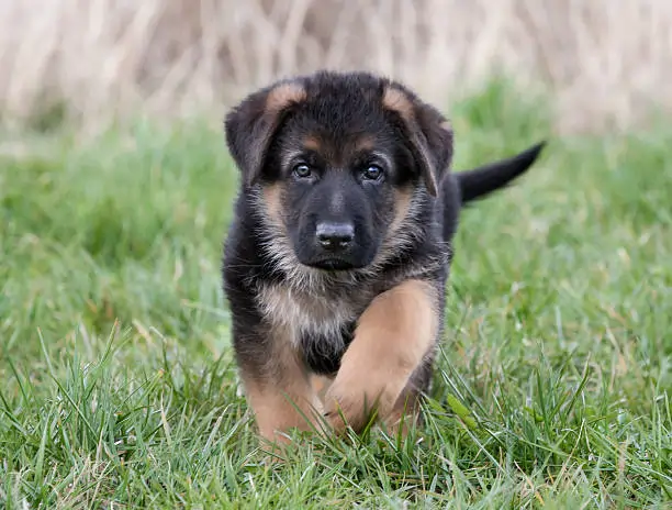 German Shepherd Puppy Price In Delhi & Dehradun