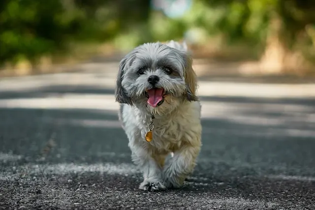 Shih Tzu Puppy Price in India