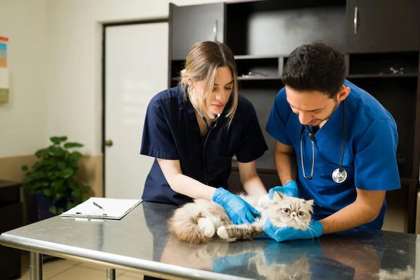 Veterinary Care – Trusted Pet Health Services - PetHouse