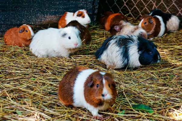 Small Pets – Rabbits, Hamsters & Companion Animals - PetHouse