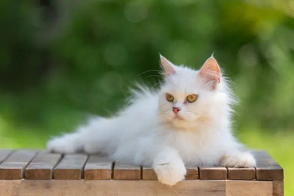 Persian Cat Guide – Personality, Care, Diet & Lifespan - PetHouse