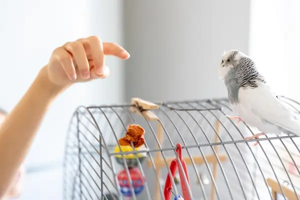 Bird Accessories - Complete Guide - PetHouse