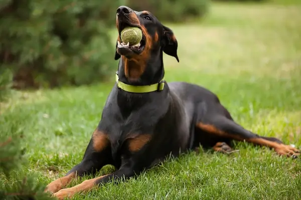 Doberman - Complete Guide - PetHouse