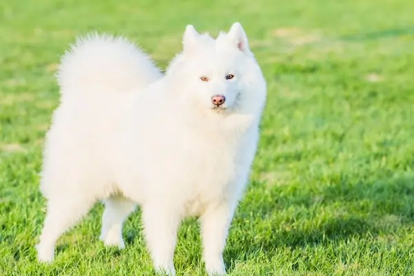 Pomeranian - Complete Guide - PetHouse