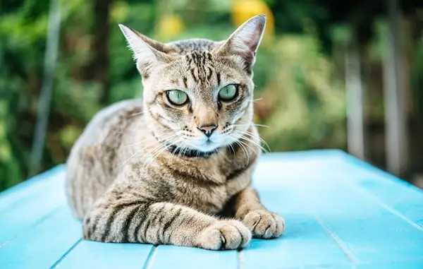 Indian Billi (Desi Cat) Guide – Care, Diet & Lifespan - PetHouse
