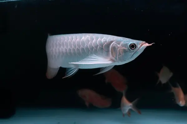 Arowana Fish - Complete Guide - PetHouse