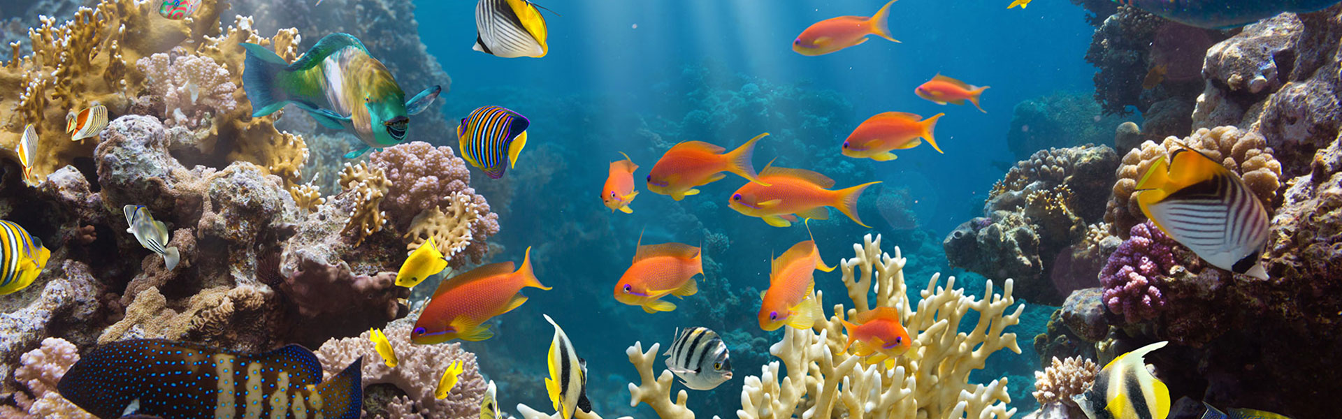 Aquarium Banner