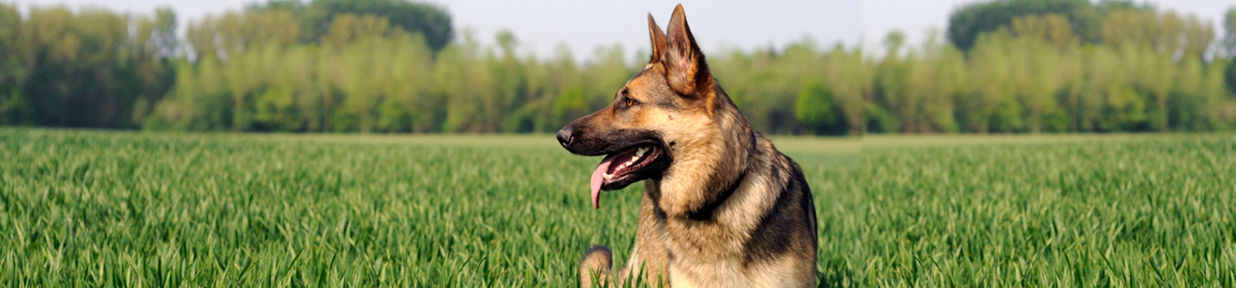 German Shepherd